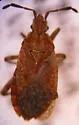 Ceraleptus pacificus - photo 4