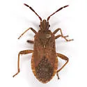 Ceraleptus pacificus - photo 5