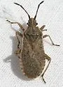 Ceraleptus probolus