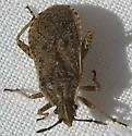 Ceraleptus probolus - photo 2