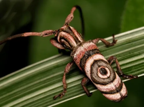 Longhorn Beetles - photo 3
