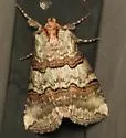 Ceranemota fasciata - Hodges#6243