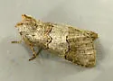 Ceranemota fasciata - Hodges#6243 - photo 4