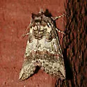 Ceranemota improvisa - Hodges#6242