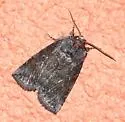 Ceranemota partida - Hodges#6247