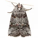 Ceranemota semifasciata - Hodges#6245