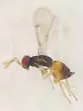 Ceranisus americensis