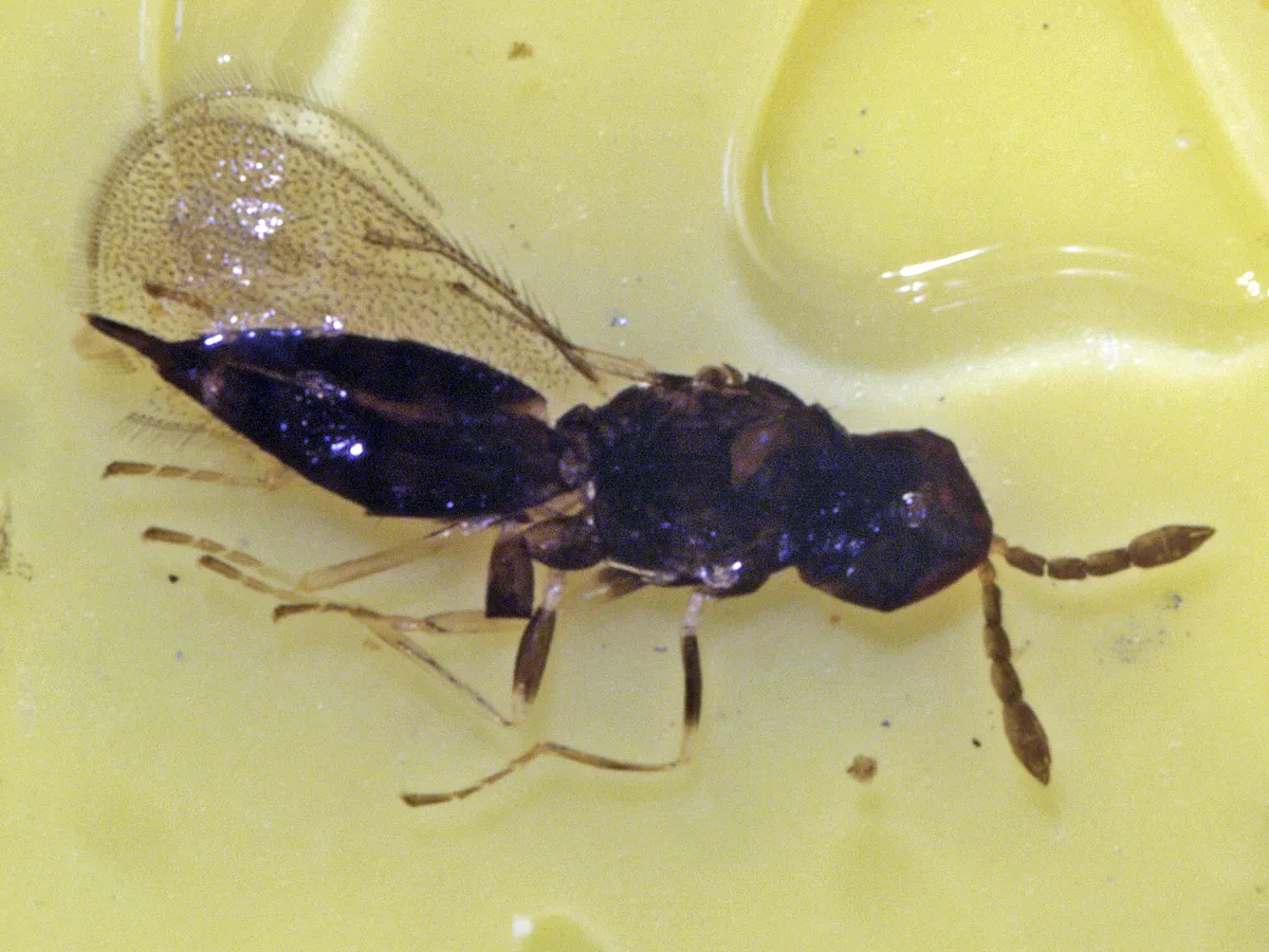 Ceranisus lepidotus - photo 3