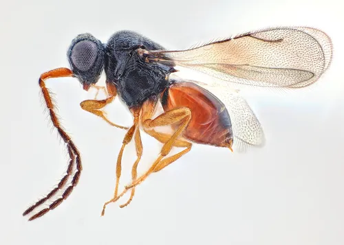 Ceraphron myrmecophilus