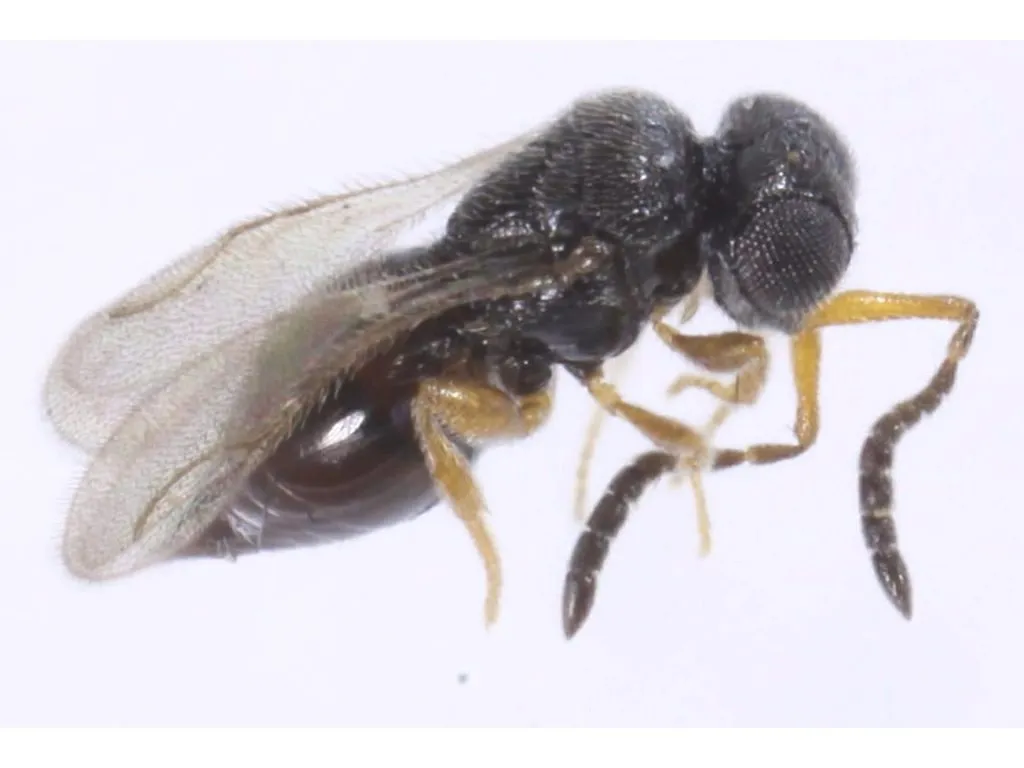 Ceraphronidae - photo 3