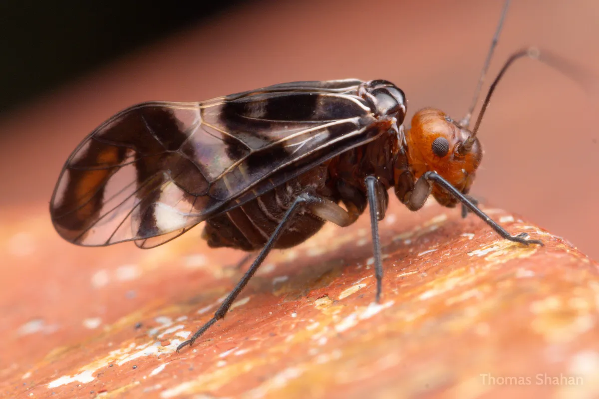 Cerastipsocus trifasciatus