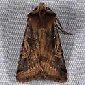 Cerastis cornuta - Hodges#10995