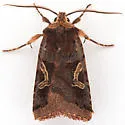 Cerastis cornuta - Hodges#10995 - photo 3