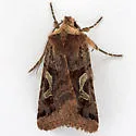 Cerastis cornuta - Hodges#10995 - photo 4