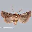 Cerastis cornuta - Hodges#10995 - photo 5