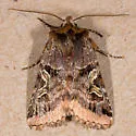 Enigmatic Dart - Hodges#10995.2