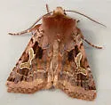 Enigmatic Dart - Hodges#10995.2 - photo 2