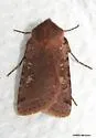 Fish's Dart - Hodges#10997