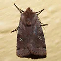 Fish's Dart - Hodges#10997 - photo 2