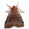 Fish's Dart - Hodges#10997 - photo 3