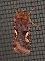 Cerastis gloriosa - Hodges#10995.3
