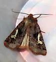 Cerastis gloriosa - Hodges#10995.3 - photo 3