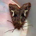 Cerastis gloriosa - Hodges#10995.3 - photo 4