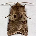 Willow Dart - Hodges#10996
