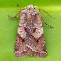 Willow Dart - Hodges#10996 - photo 2