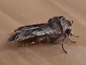 Willow Dart - Hodges#10996 - photo 3