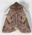 Willow Dart - Hodges#10996 - photo 4