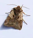 Willow Dart - Hodges#10996 - photo 5