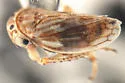 Ceratagallia bigeloviae