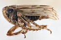 Ceratagallia califa