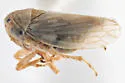 Ceratagallia dondia