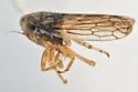 Ceratagallia gillettei