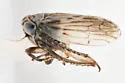 Ceratagallia grisea