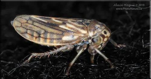 Canadian Clover Leafhopper