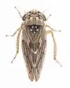 Ceratagallia lobata - photo 4