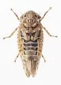 Ceratagallia lobata - photo 5