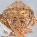 Ceratagallia neodona - photo 3