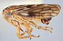 Ceratagallia sordida