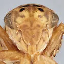 Ceratagallia sordida - photo 3
