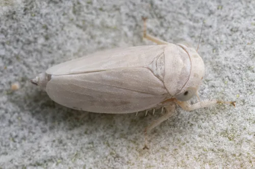 Ceratagallia tergata