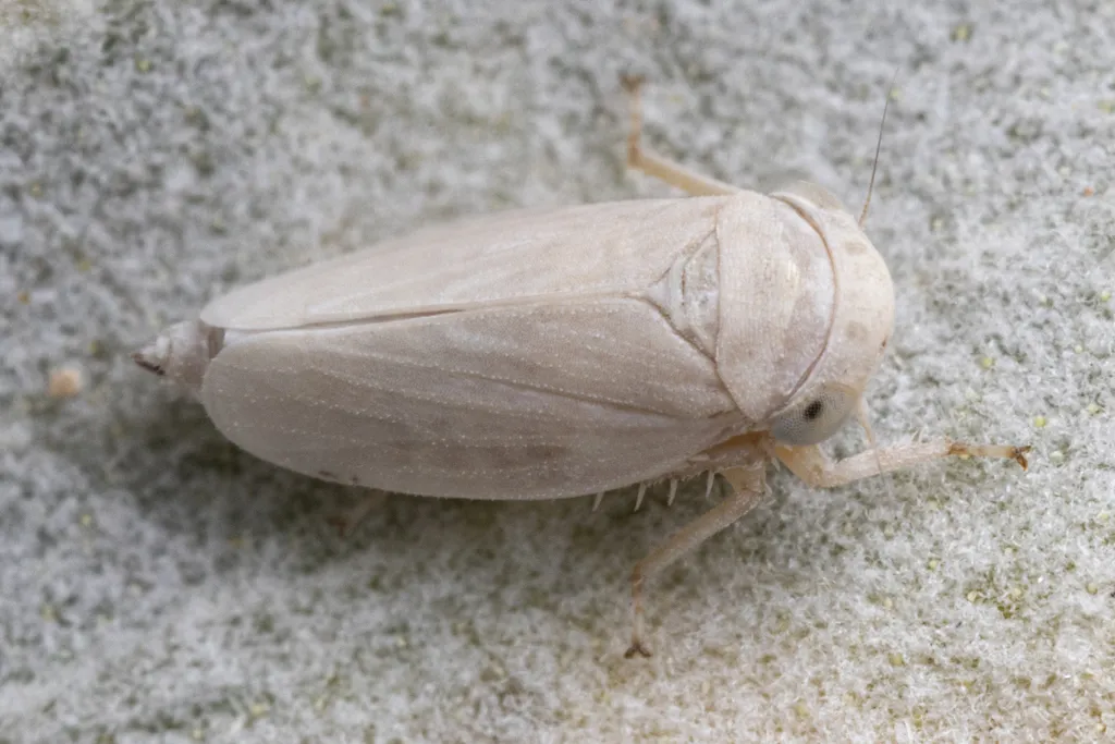 Ceratagallia tergata - photo 2
