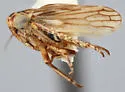 Ceratagallia vipera