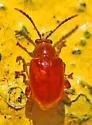 Cerataltica insolita - photo 4
