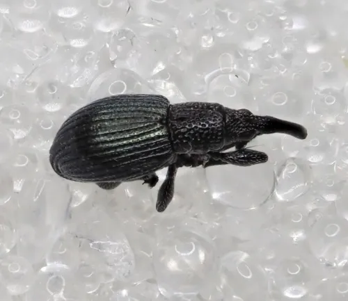 Ceratapion gibbirostre