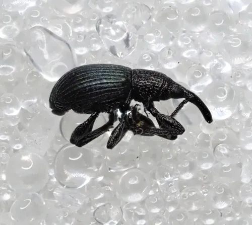 Ceratapion gibbirostre - photo 2