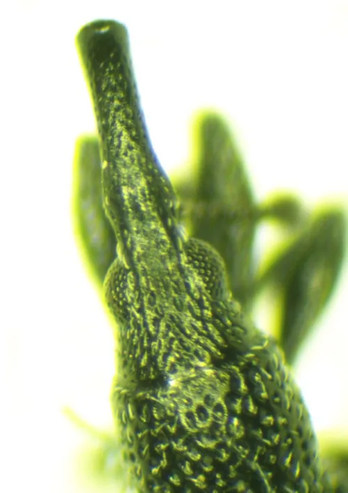 Ceratapion gibbirostre - photo 3